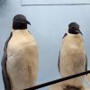 20190621_130126_576x1024