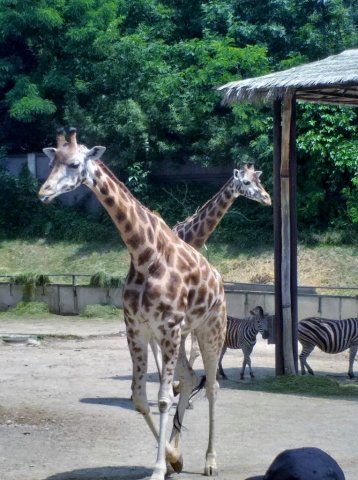 20190620_124411_764x1024